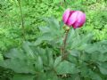 Paeonia mascula